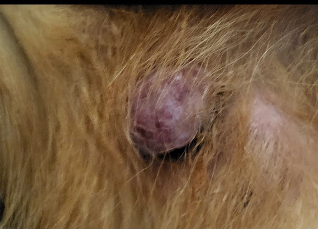 Apparition d'une masse sur le ventre de mon chien. »