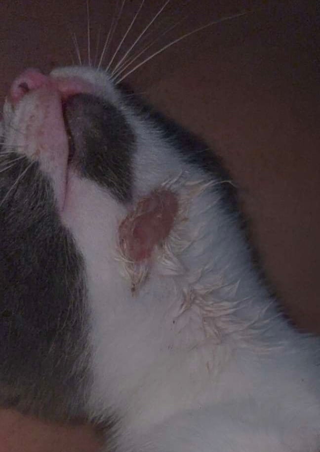Santé de mon petit chaton