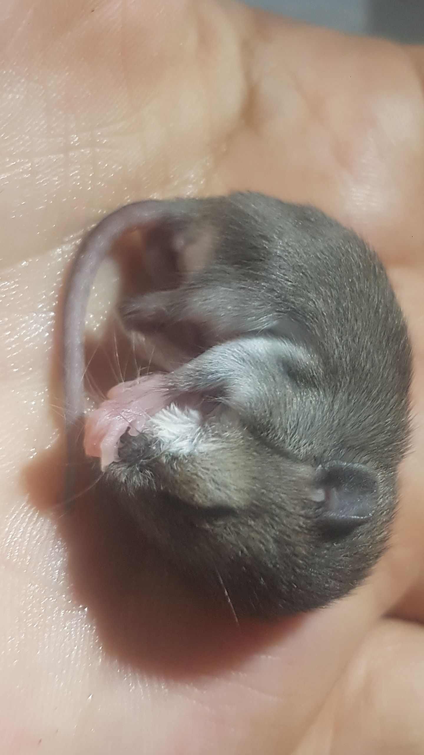 J'ai trouvé un bébé rat/mulot/souris sauvage dehors, conseils?