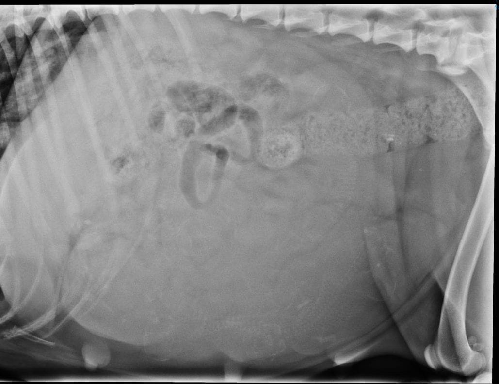 Aide datation gestation chienne
