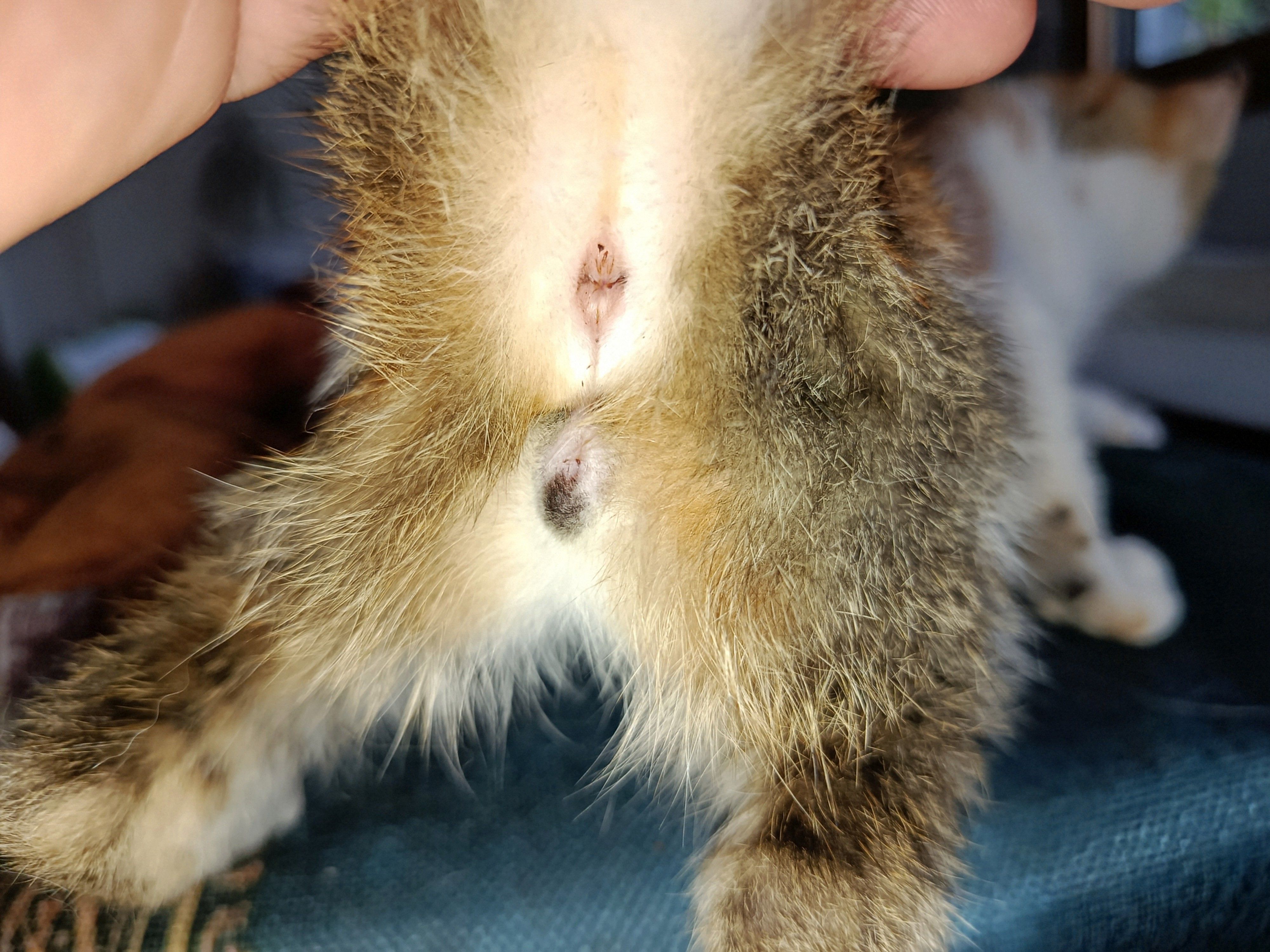 Mal ou femelle? (Chaton de deux mois et demis tricolore)