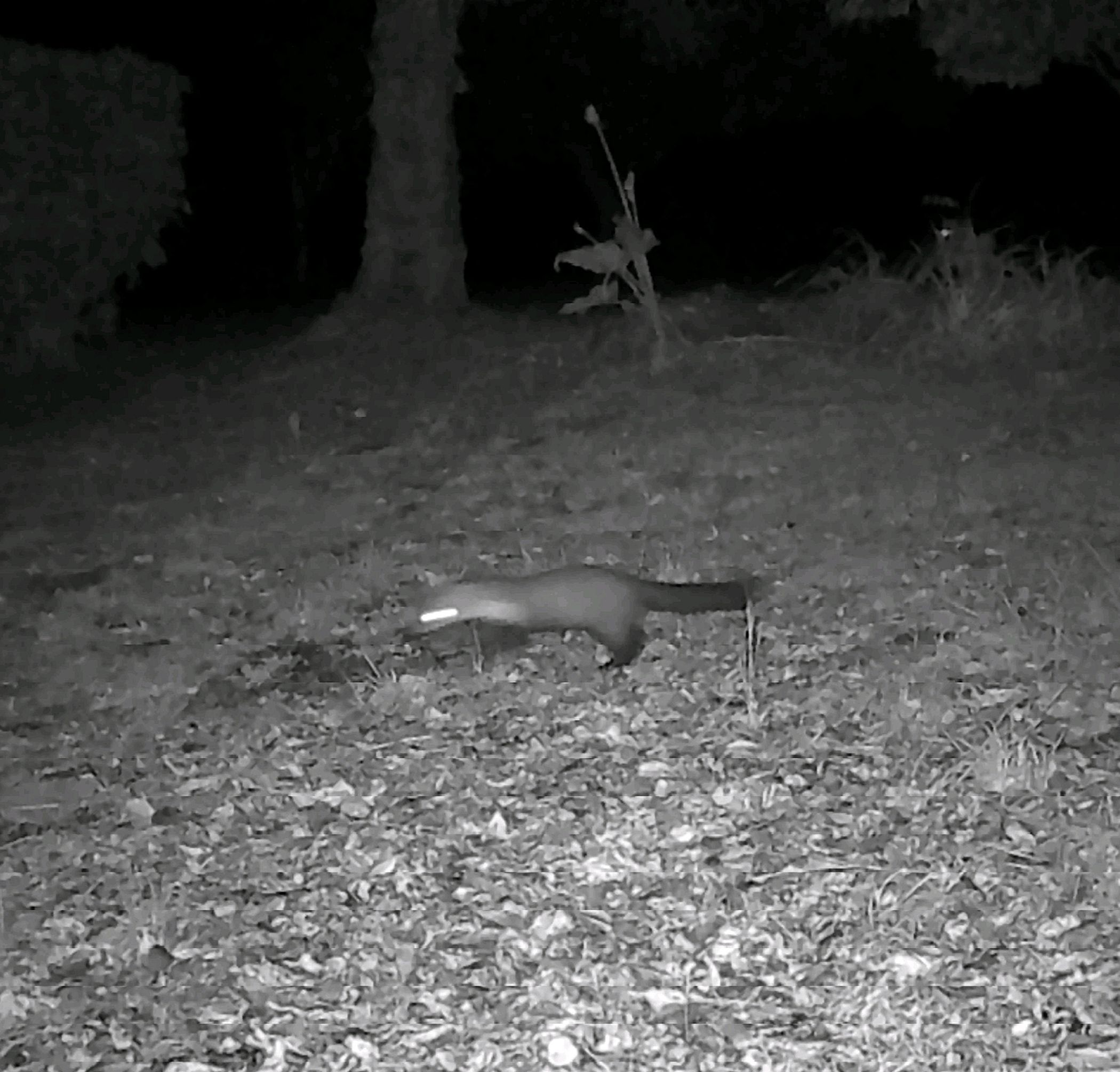Animaux pris par une caméra de chasse