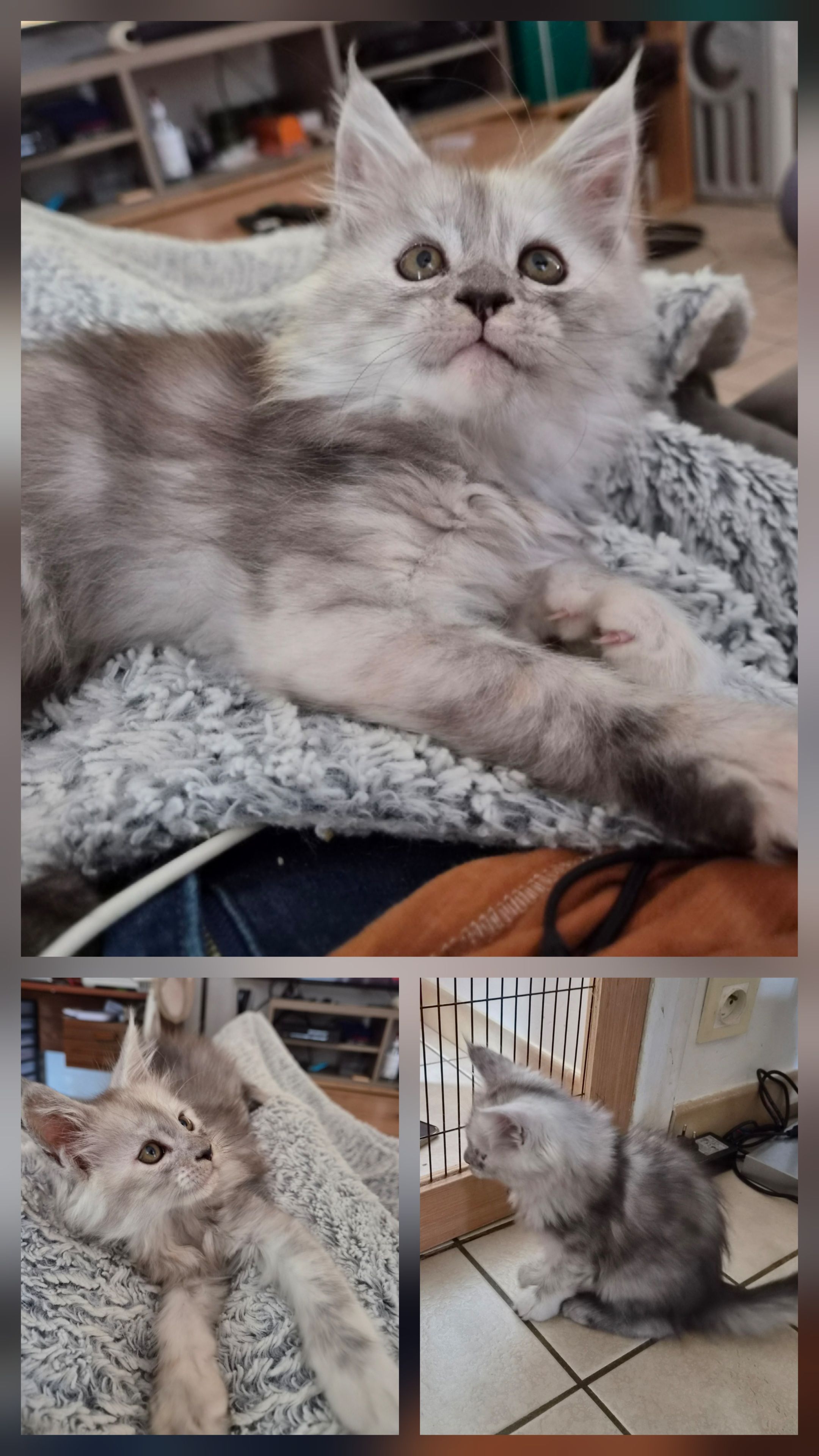 Aide pour la Couleur maine coon