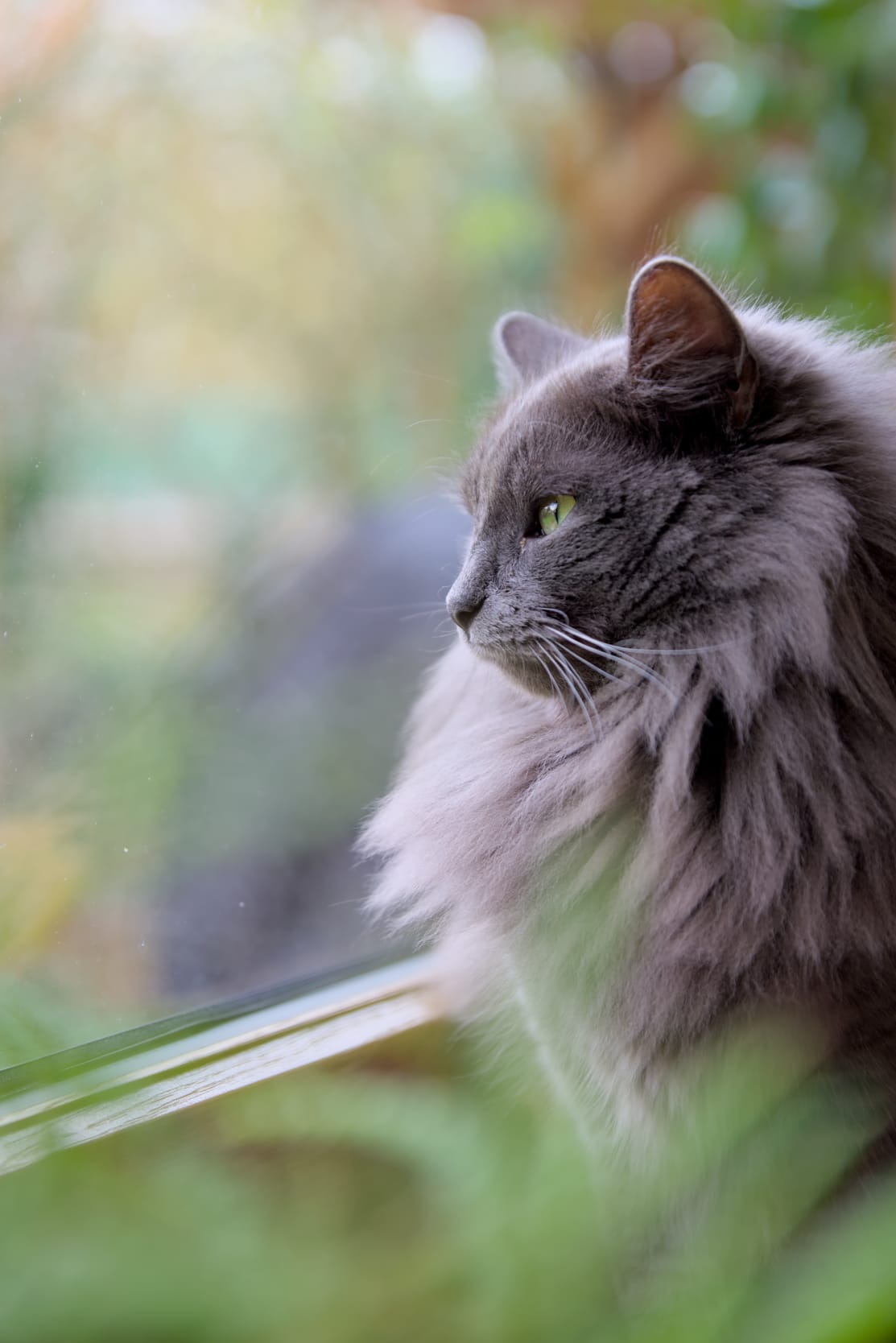 Une origine nebelung ?