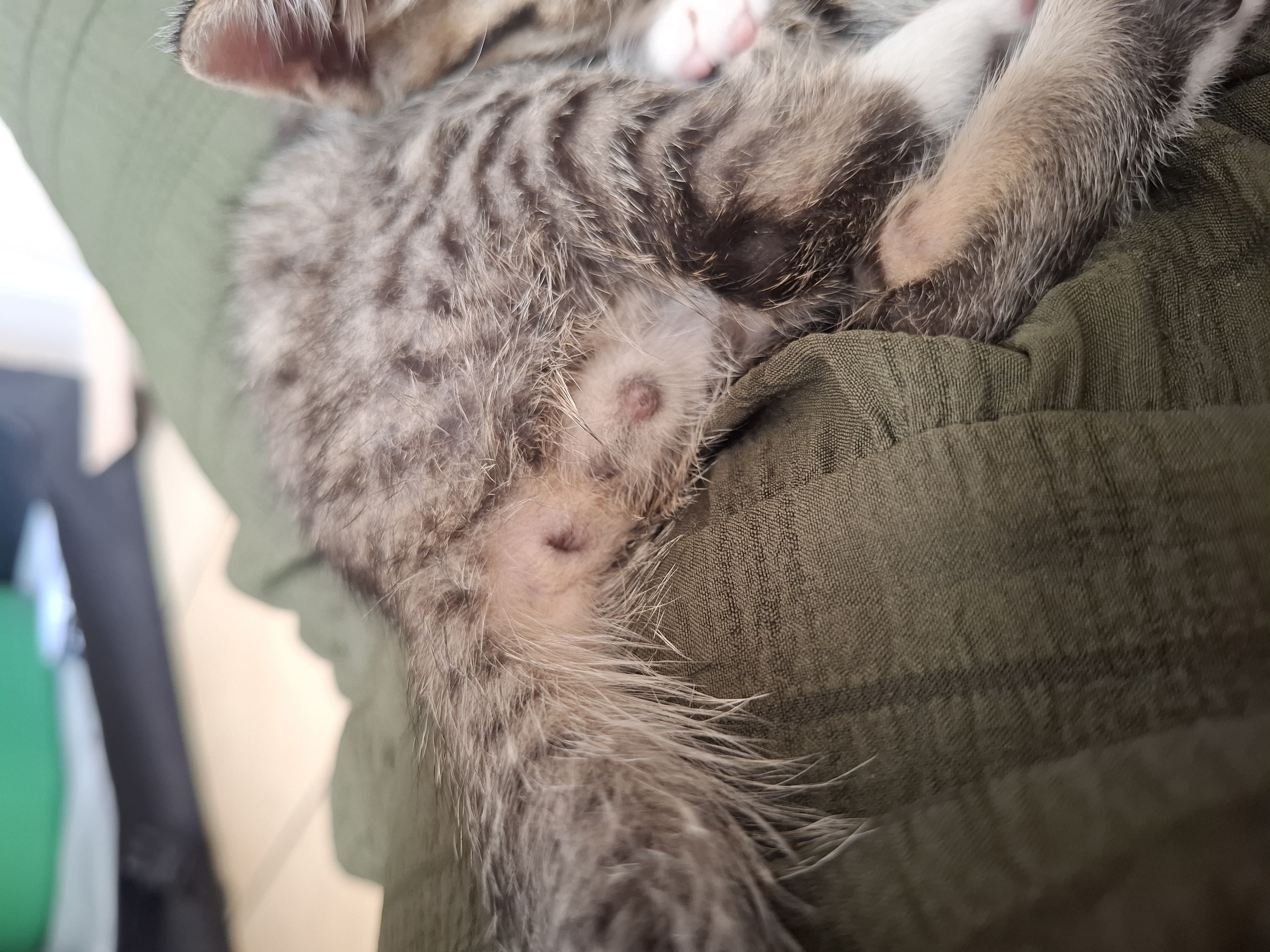 Petit Mâle ou petite femelle ?
