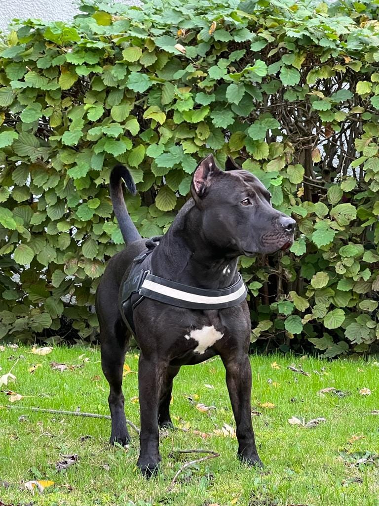 🐶 Recherche prétendante pour beau Staffie 🐾