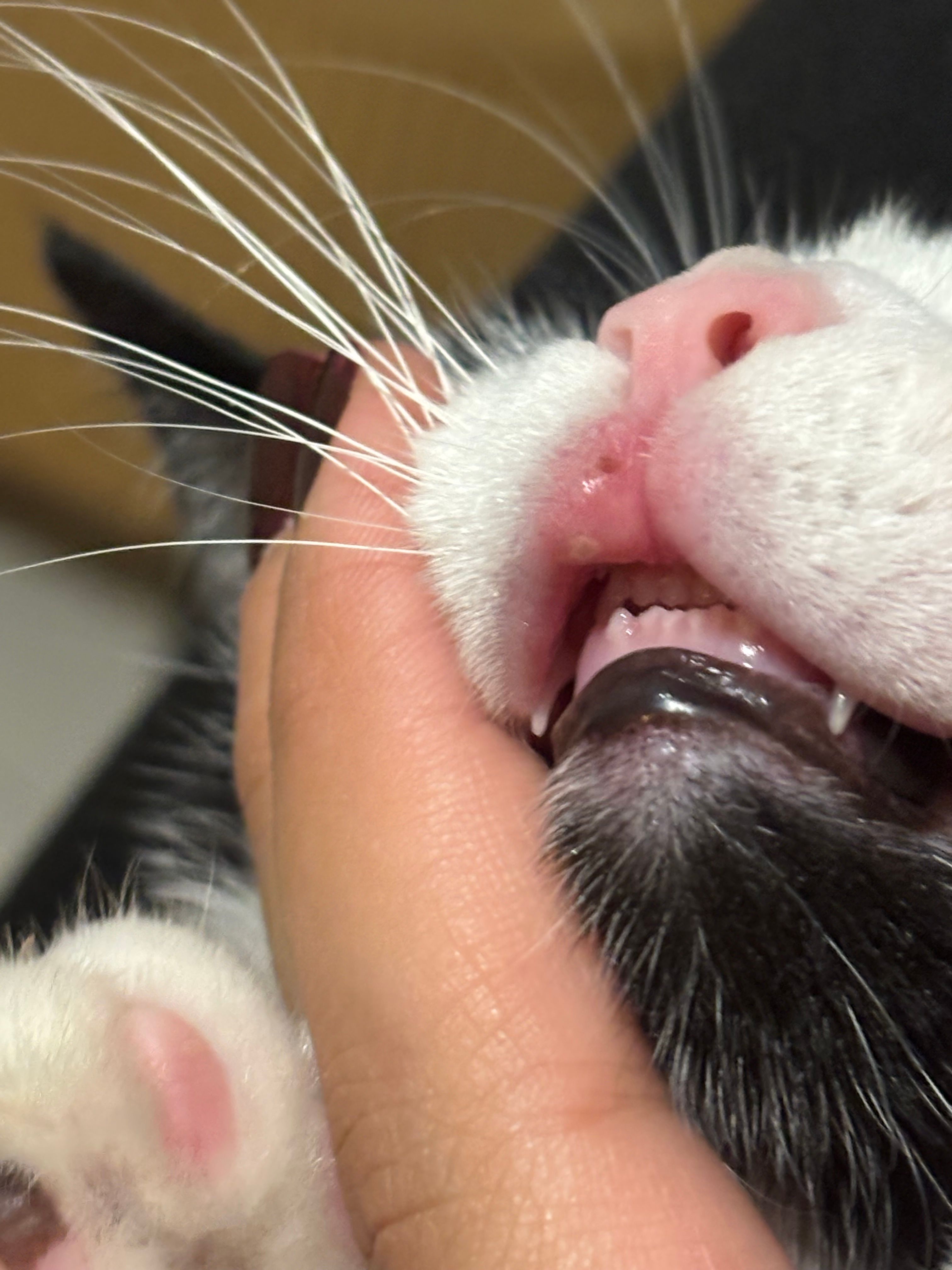 Bouton babine supérieur du chat