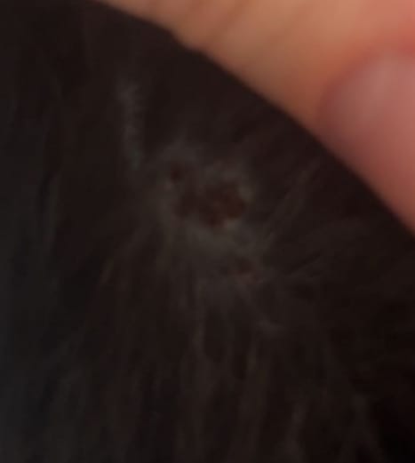 Boule ou blessure sur mon chat