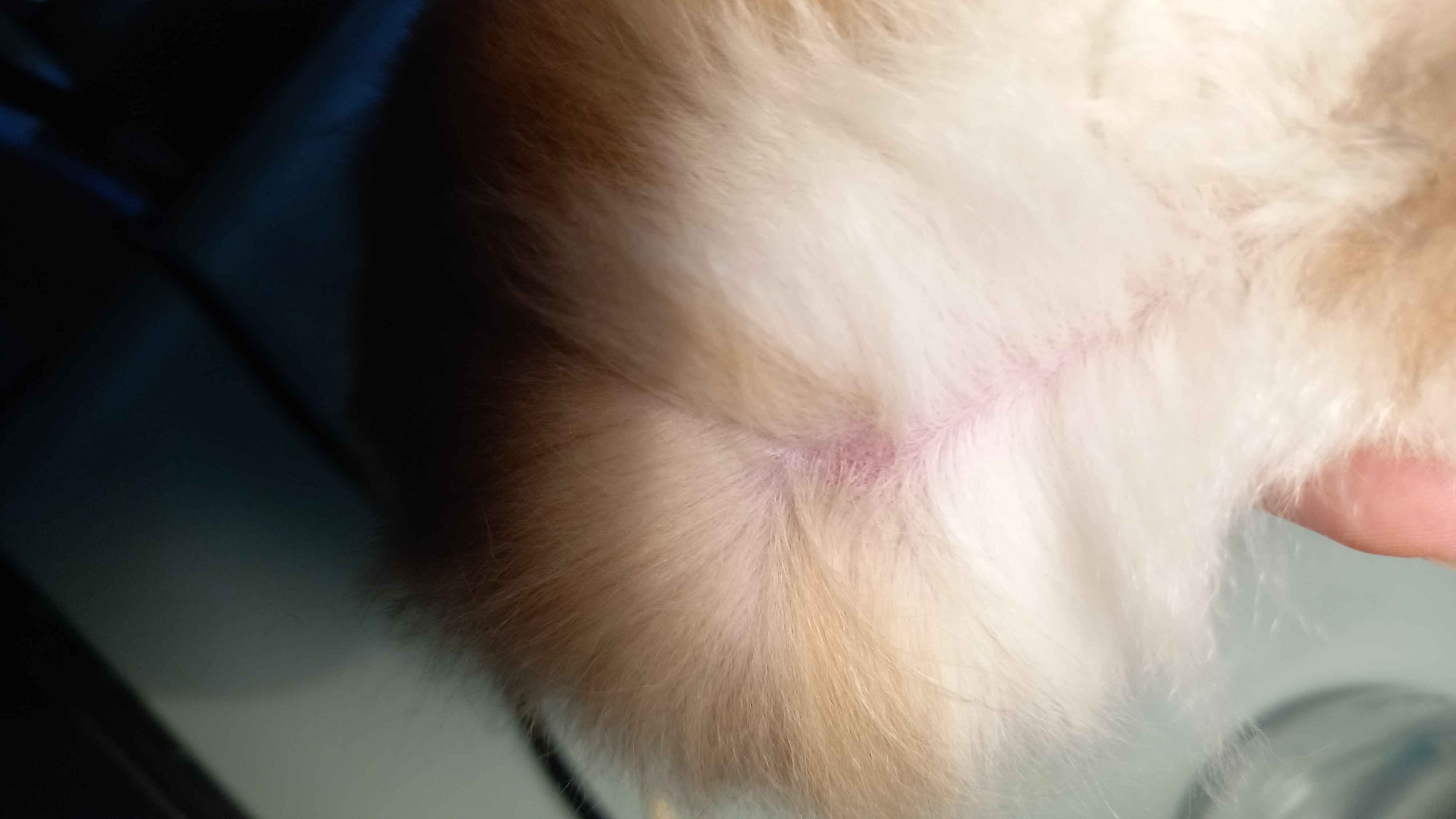 Mon hamster a des espèces de croutes étrange sur la peau,est-ce grave?
