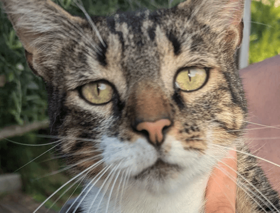 Kiri, abandonné, a besoin d'un abri pour l'hiver