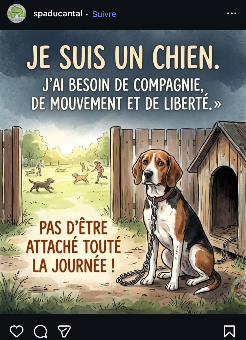 Di che team siete: cane legato in giardino o no?