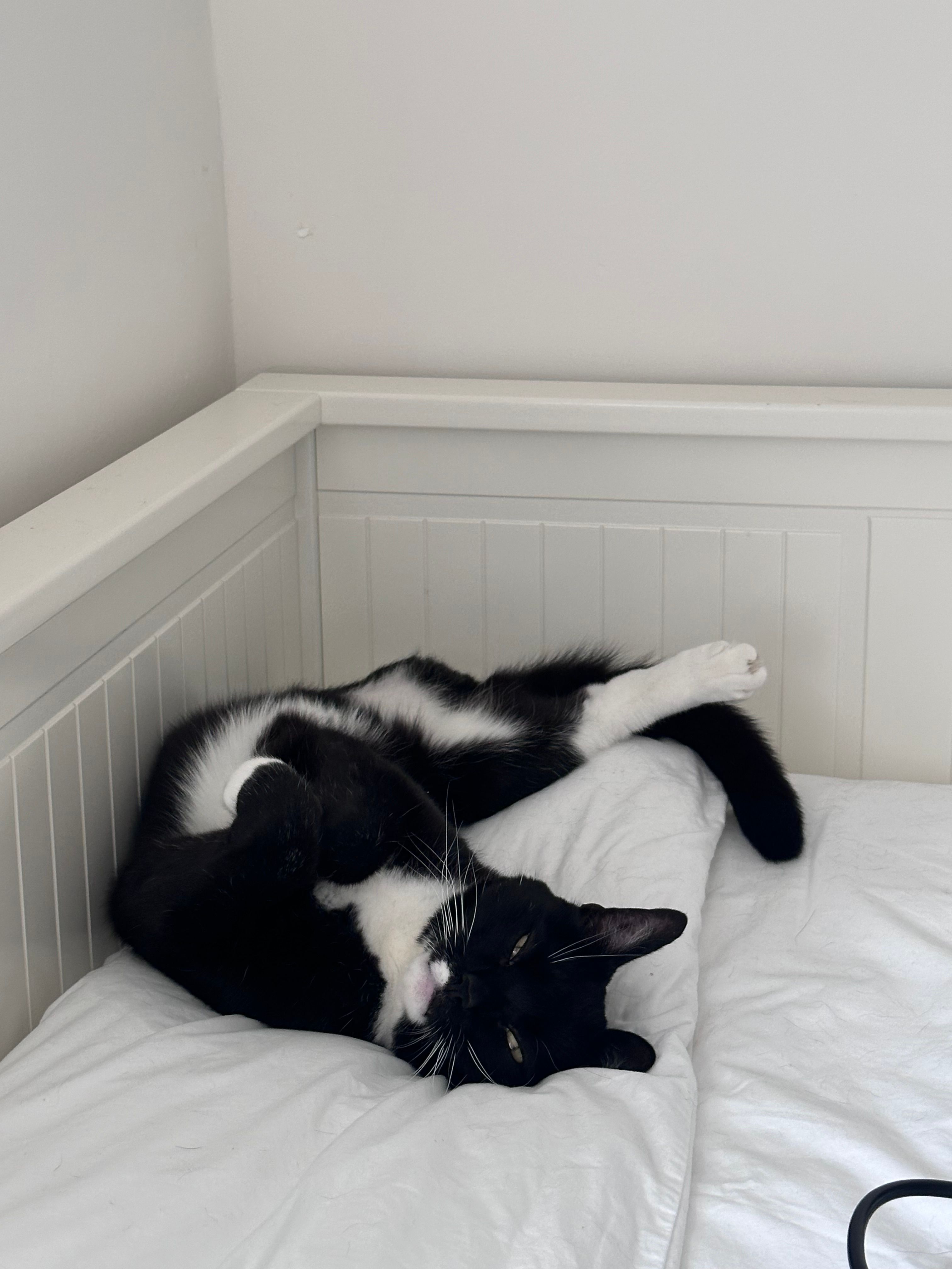 Chat tripatte a besoin d'une chimiothérapie urgente :( tu peux nous aider ?
