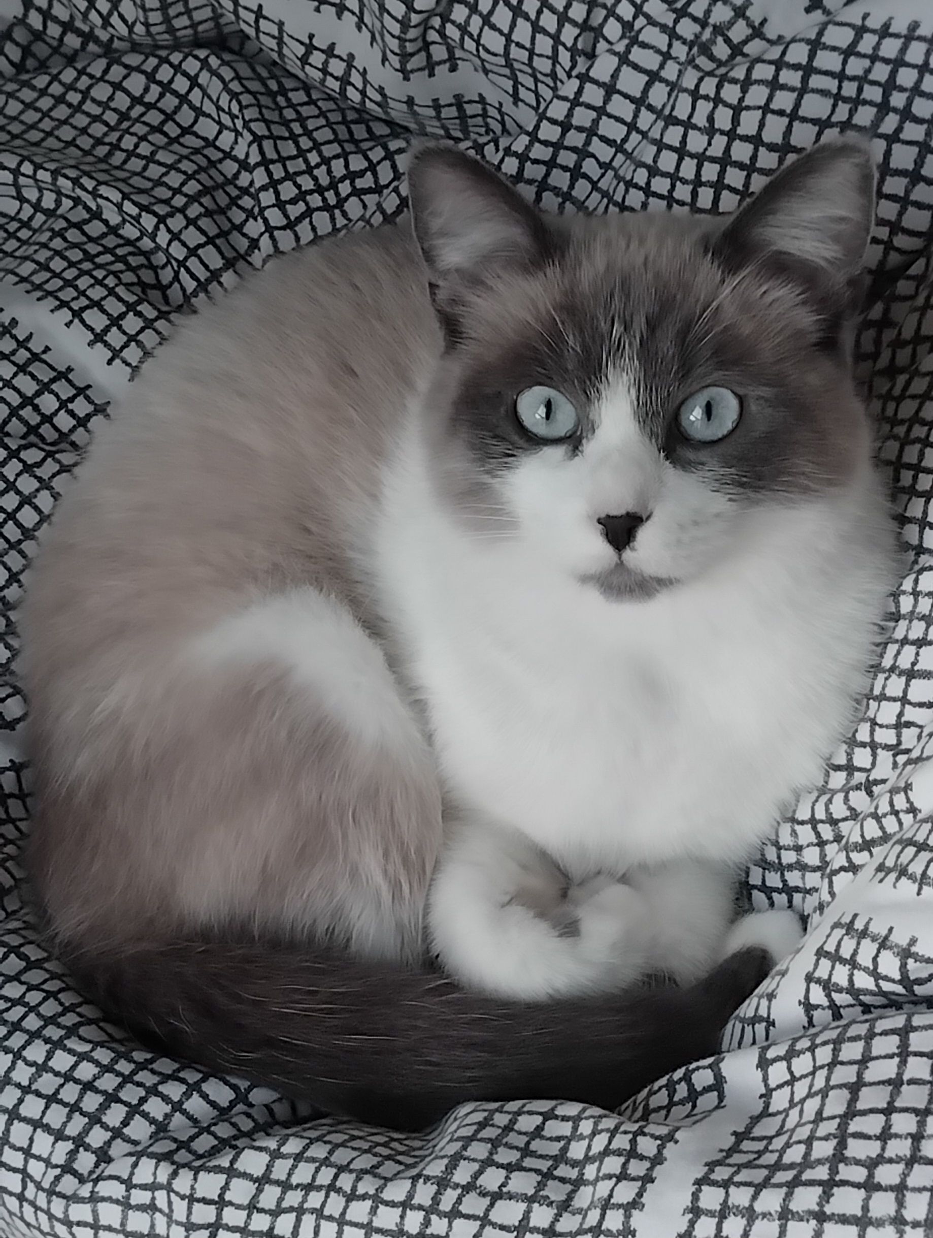 Quelles sont les origines de mon chat?
