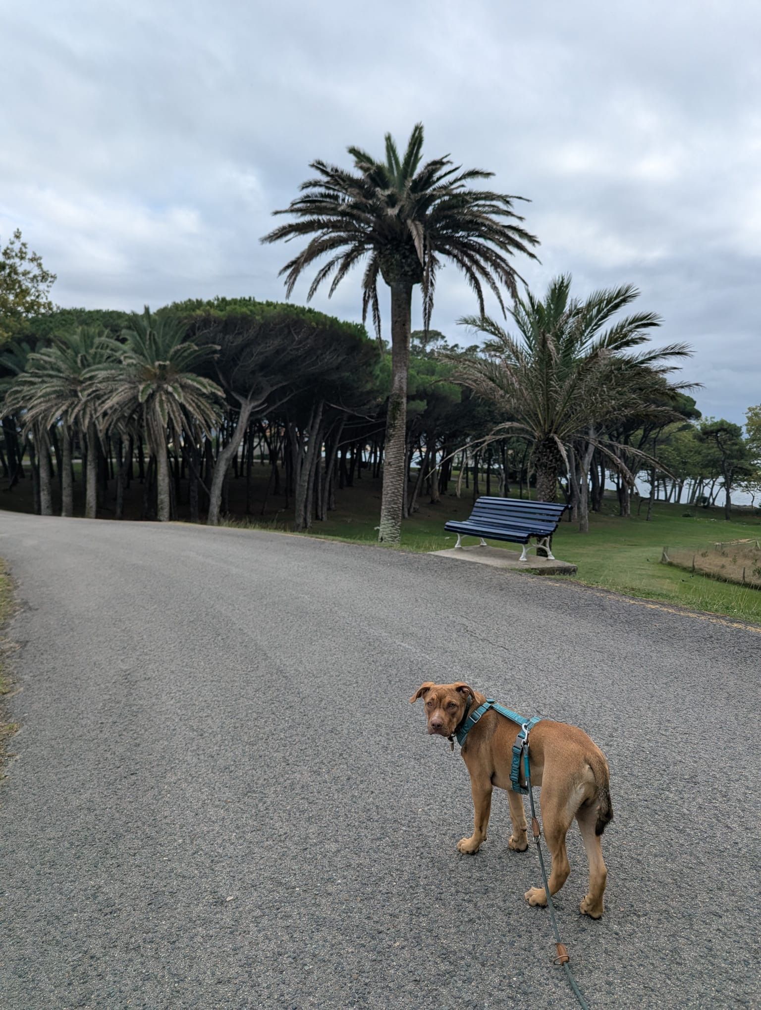 Trouvez la Race de mon chiot