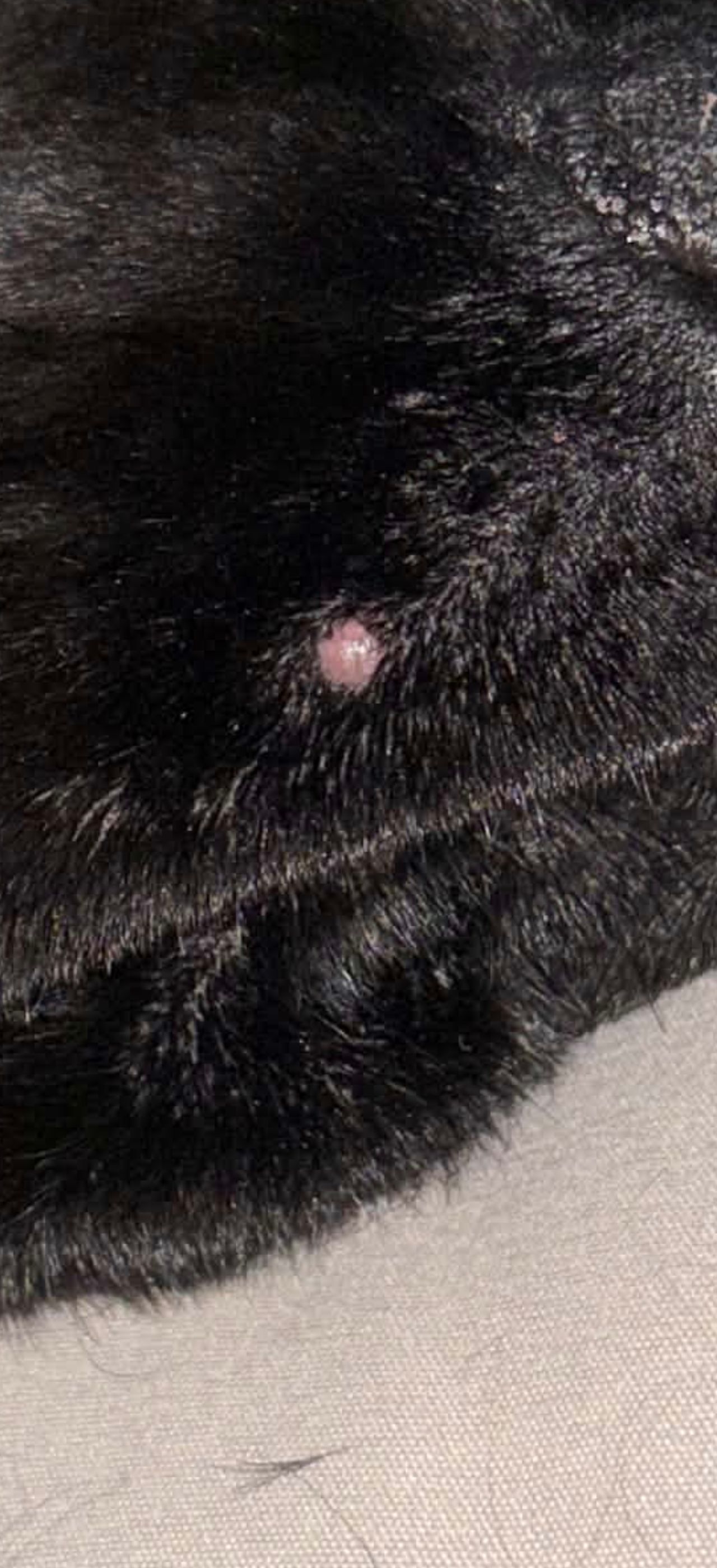 "Bouton" sur le mouseau de mon chien