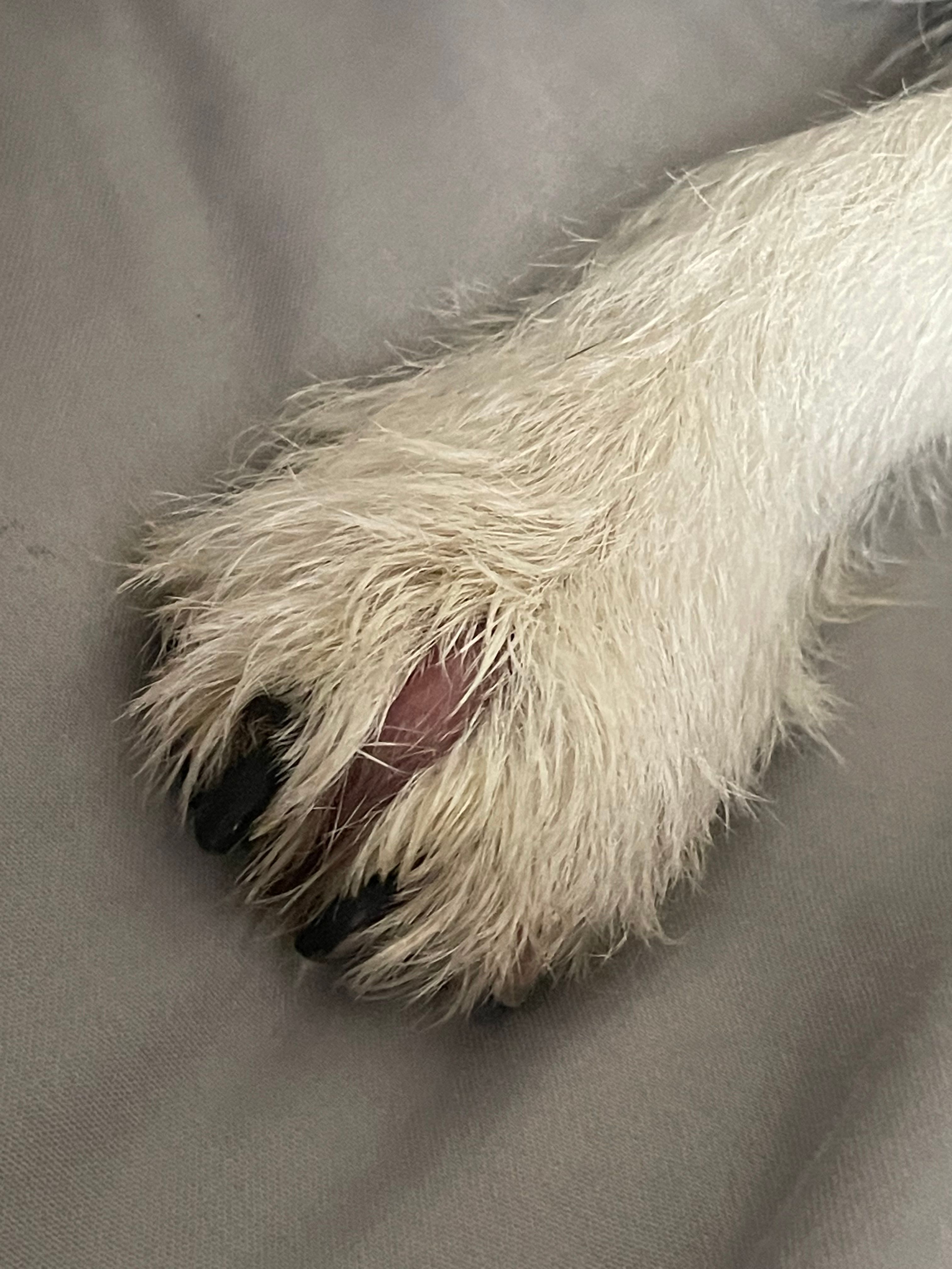 Un truc sur sa patte depuis trois semaines