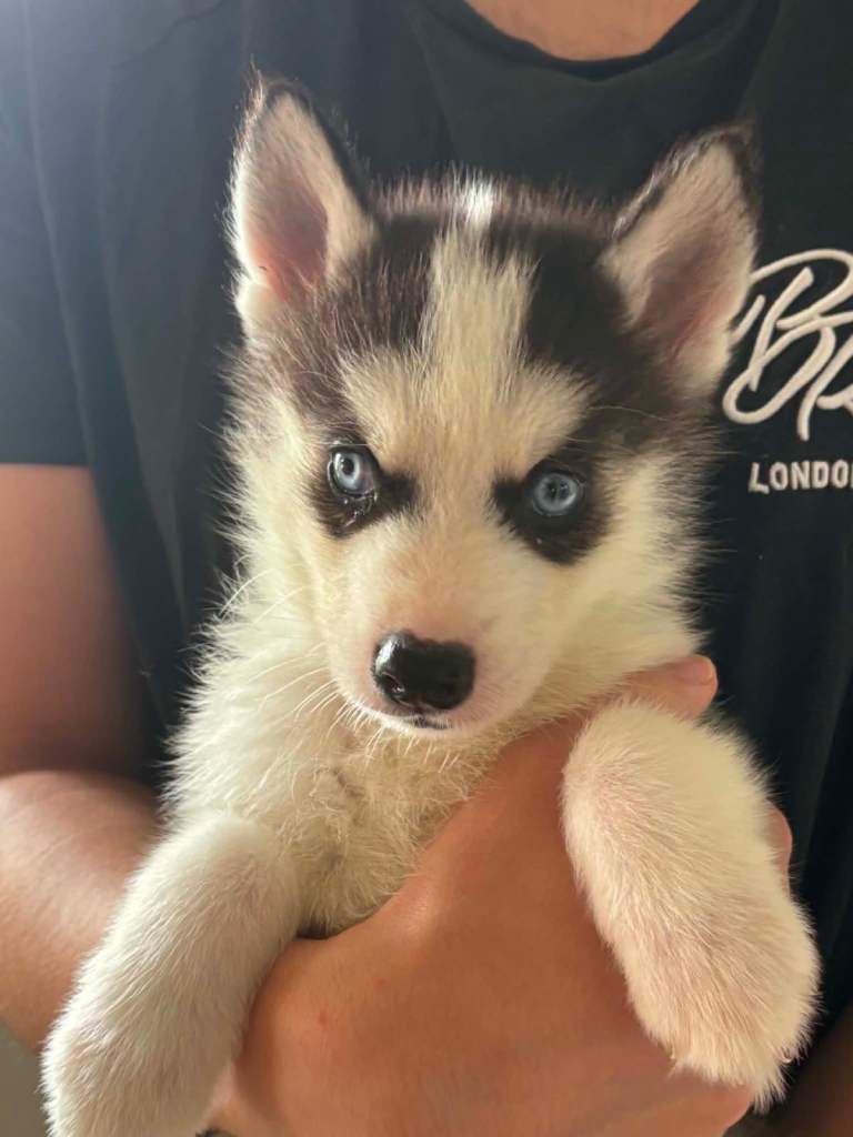 Szczenięta rasy Siberian Husky z rodowodem
