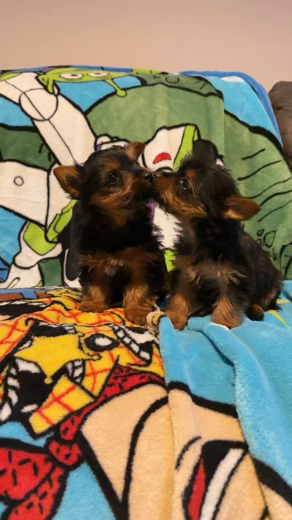Magnifiques chiots Yorkshire Terrier