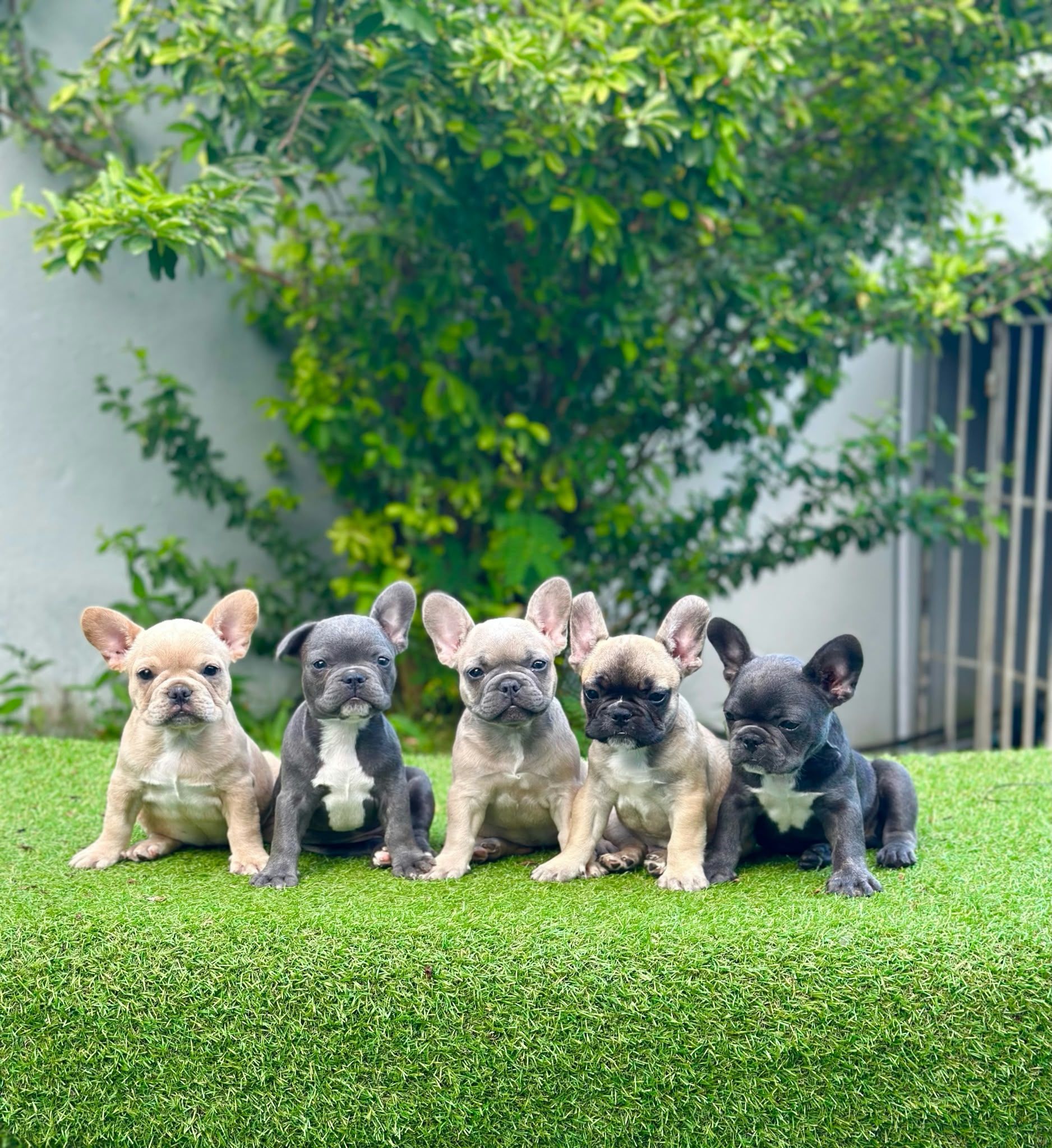 Chiots bouledogues français à l'adoption