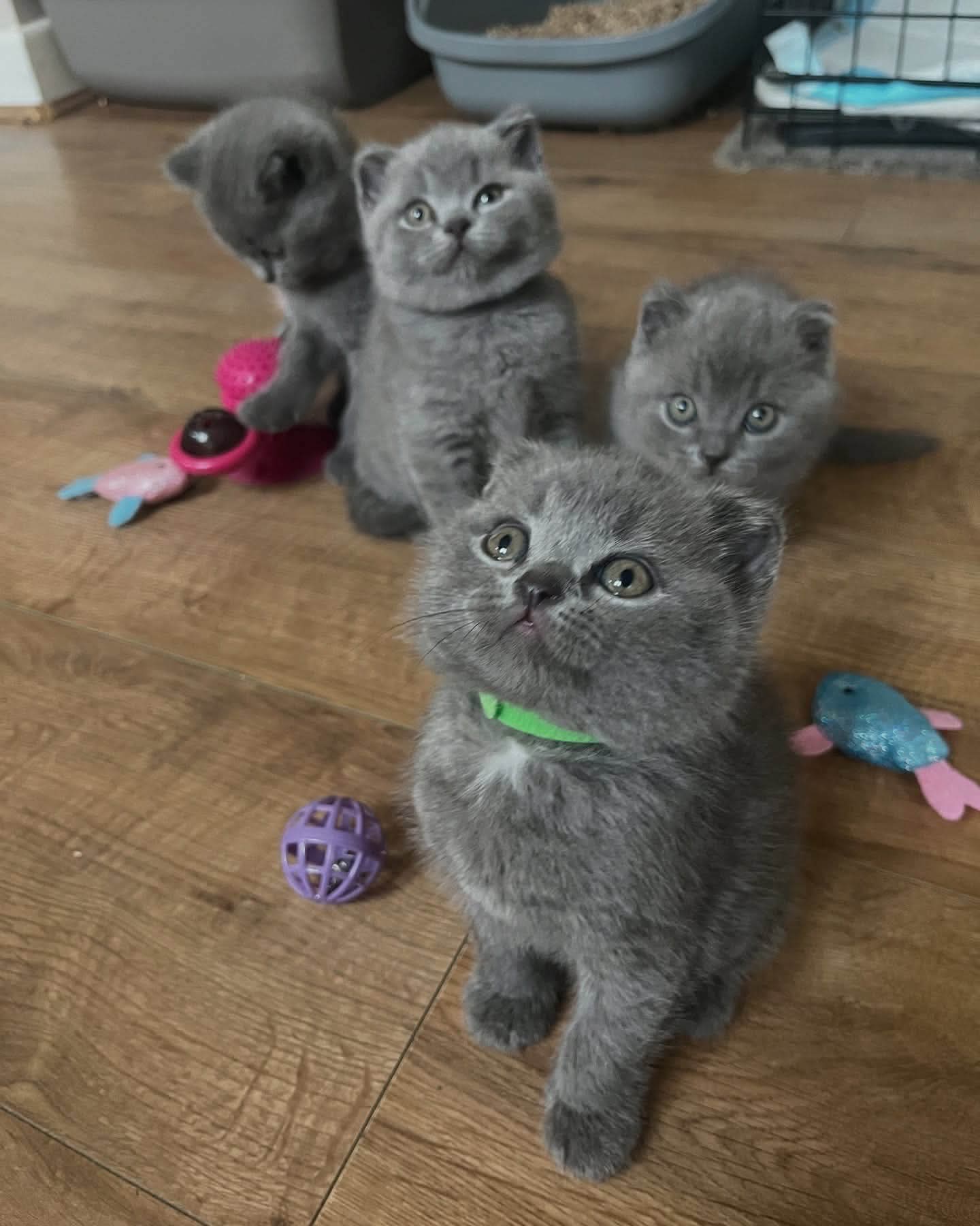 MAGNIFIQUES chatons British Shorthair à l'adoption