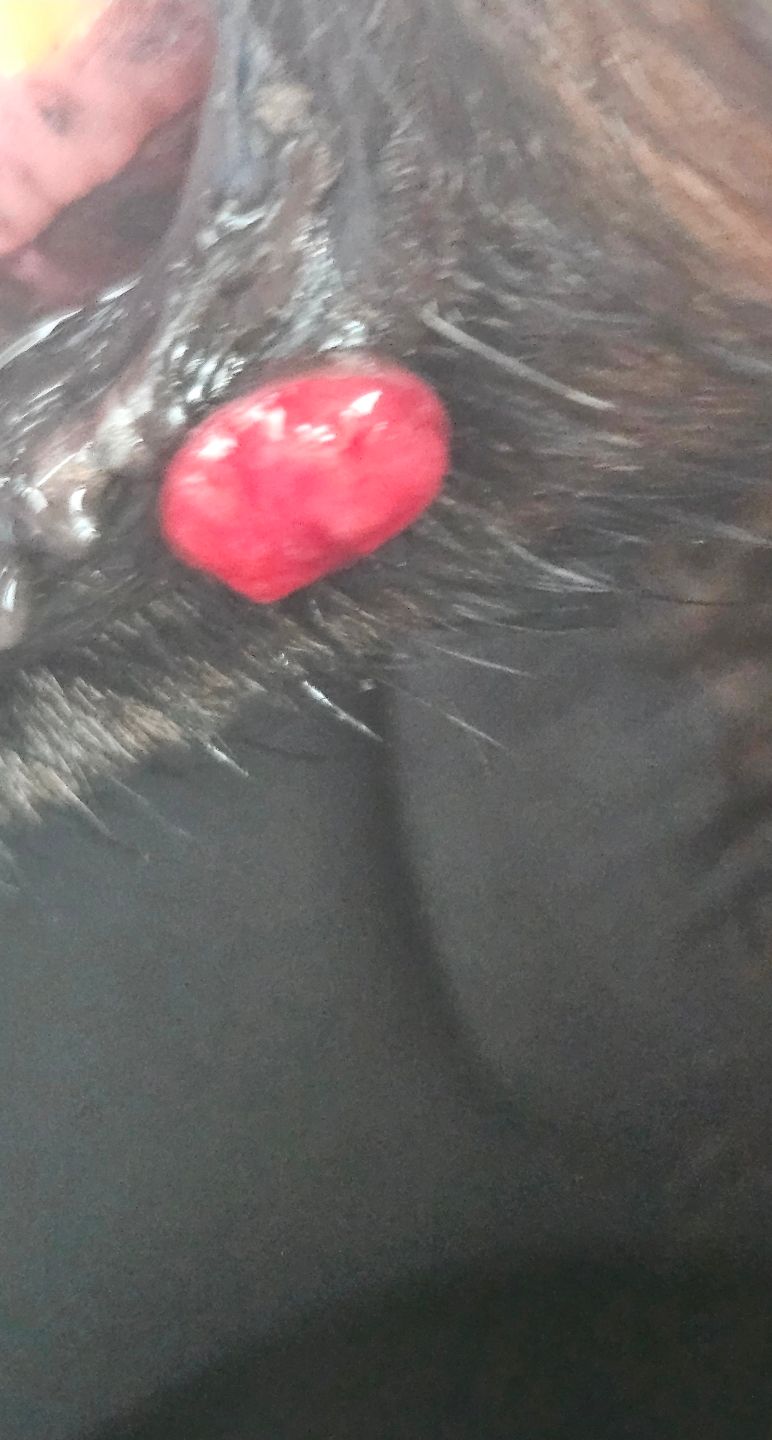 Boule rouge sur la lèvre inférieure
