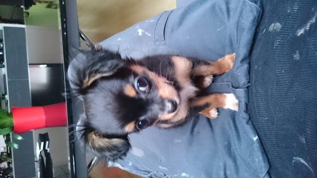 Daisy(chihuahua) ne lève pas ses petites oreilles