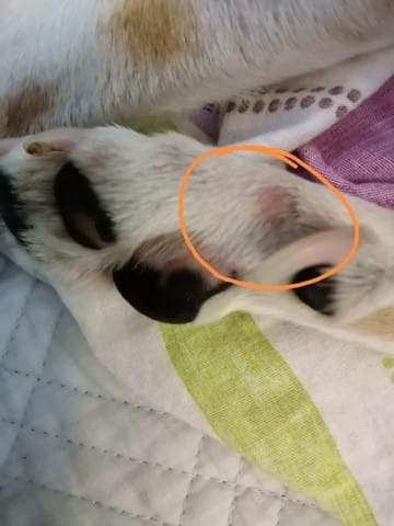 Petit bouton sur la patte de mon chien