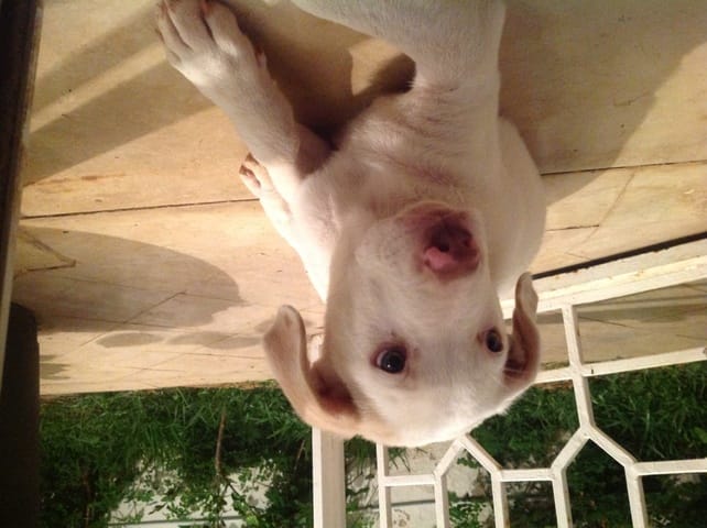 Est il vraiment un pitbull