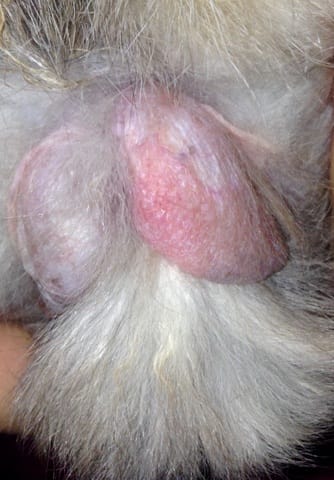 Testicules bizarre de mon lapin!