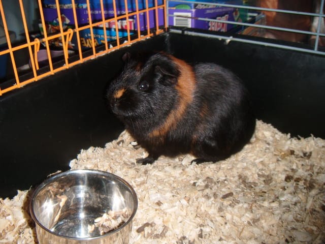 Photos de pépite si ça intéresse quelqu'un ...