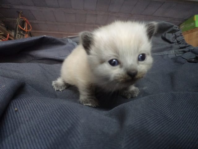 Petit nom pour chaton