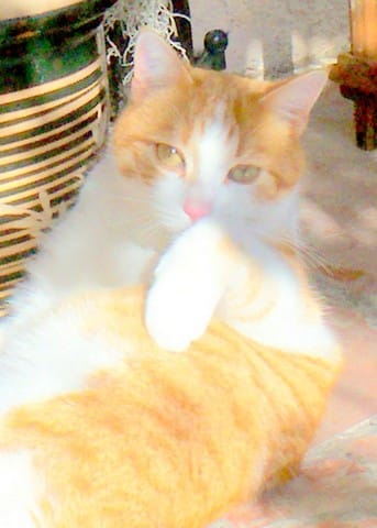 photo de mon chat CARAMEL
