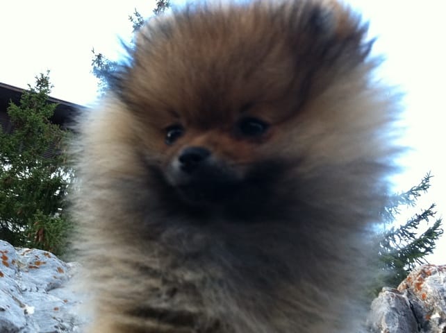 juste partager avec passionnés des chiens