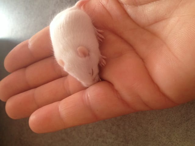 Bebe souris male
