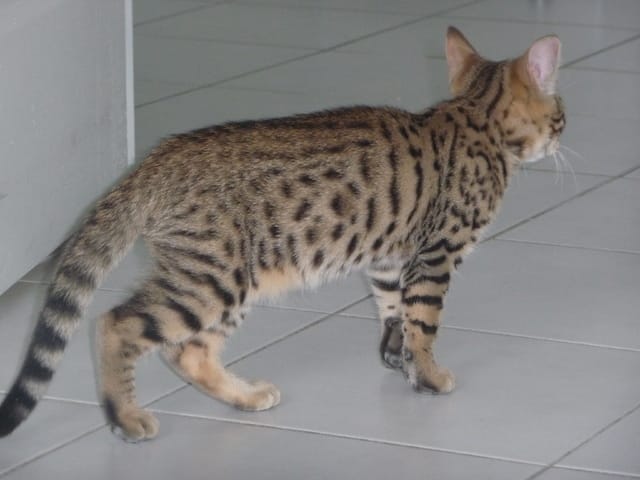 mon chat bengal fait a moitié dans sa litière help!