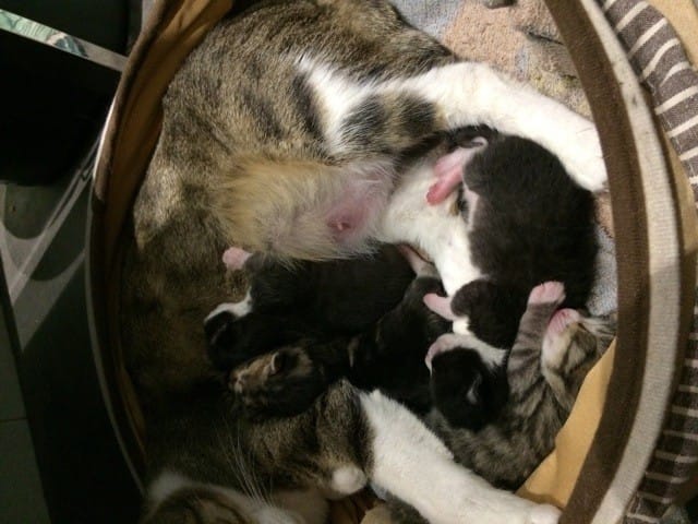 Renseignements santé Chats