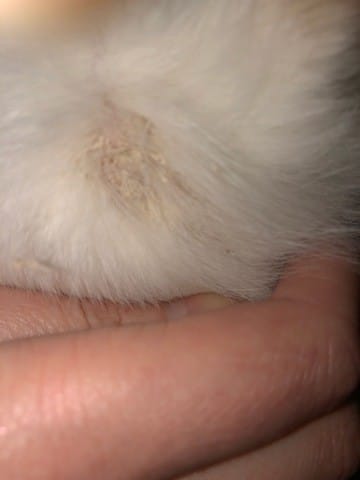 Plaques blanches autour du cou