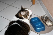 Mon chat est mort
