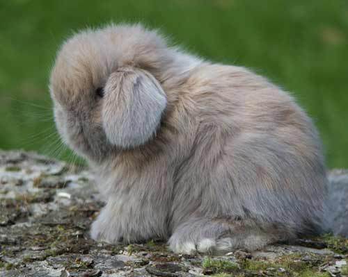 RECHERCHE VENDEUR LAPIN ANGORA