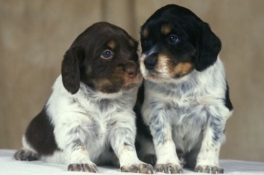 Petit Sondage sur l'épagneul breton