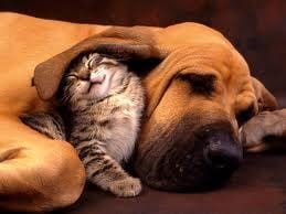 Pour parler des chiens