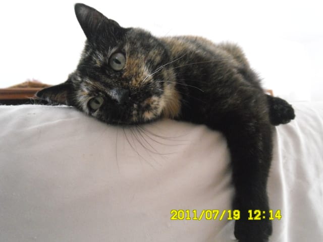 Race de ma chatte.