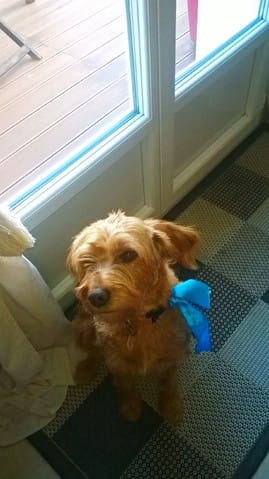 Je ne connais pas la race de ma chienne