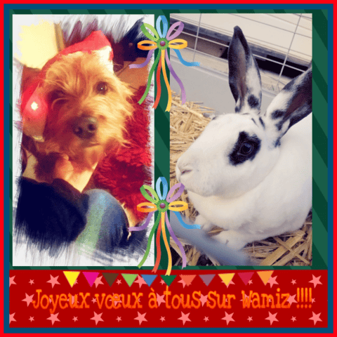 Bonne année 2016 à tous les wamiziens !!!