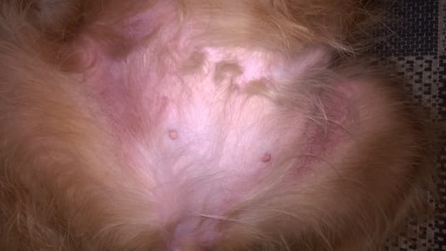 Rouge au niveau des cuisses