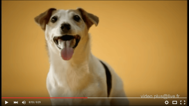 Jeu : *pub d'animaux*