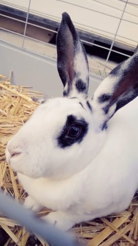 Ma Paquerette en photos !!!
