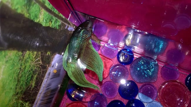 Mon Yoshi en photos !!!