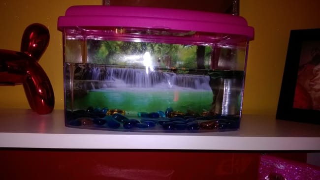 mon aquarium conviendrait à un Betta half moon ?