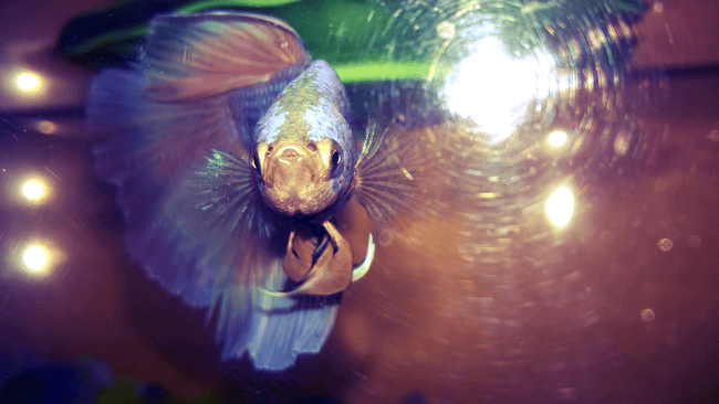 Mon Azur en photos !!! :D